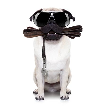 Pug with Sunglasses and Leash