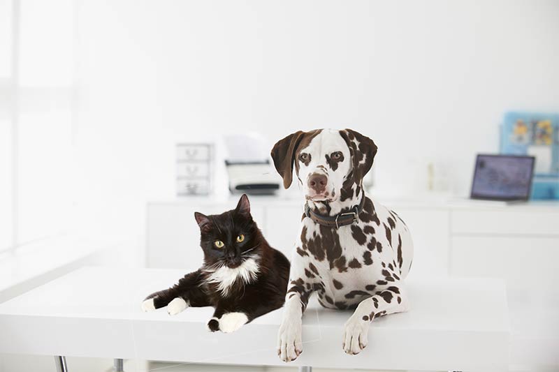 Dog and Cat in Salon